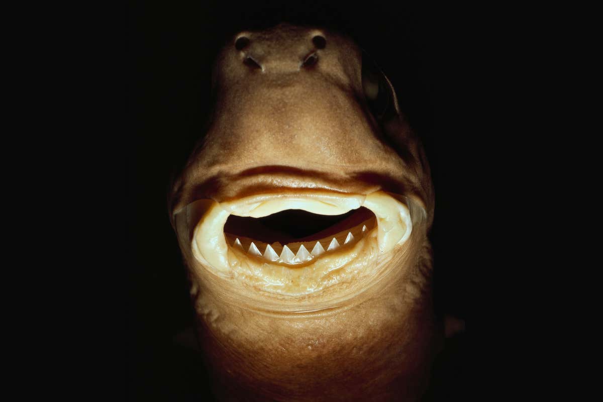Frontal view of shark's head in dim conditions with teeth lit
