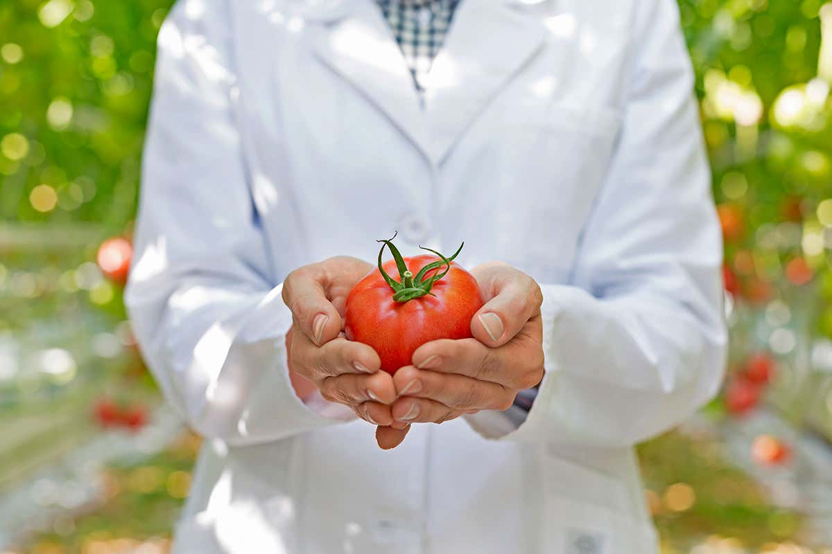 Person in a labcoat holding a tomato