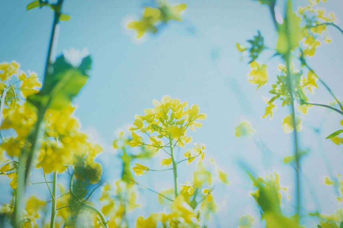 The yellow blooms of a flowering mustard plant