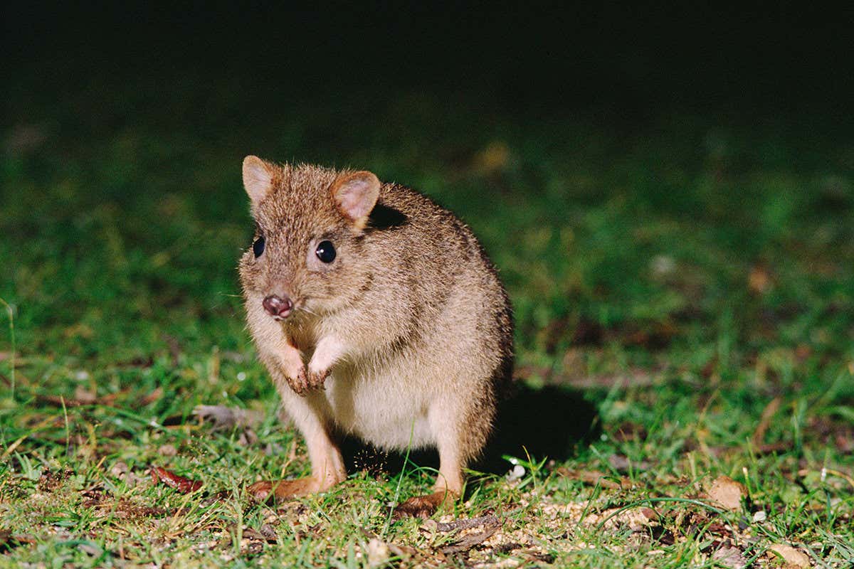 A brush-tailed bettong looks into the camera