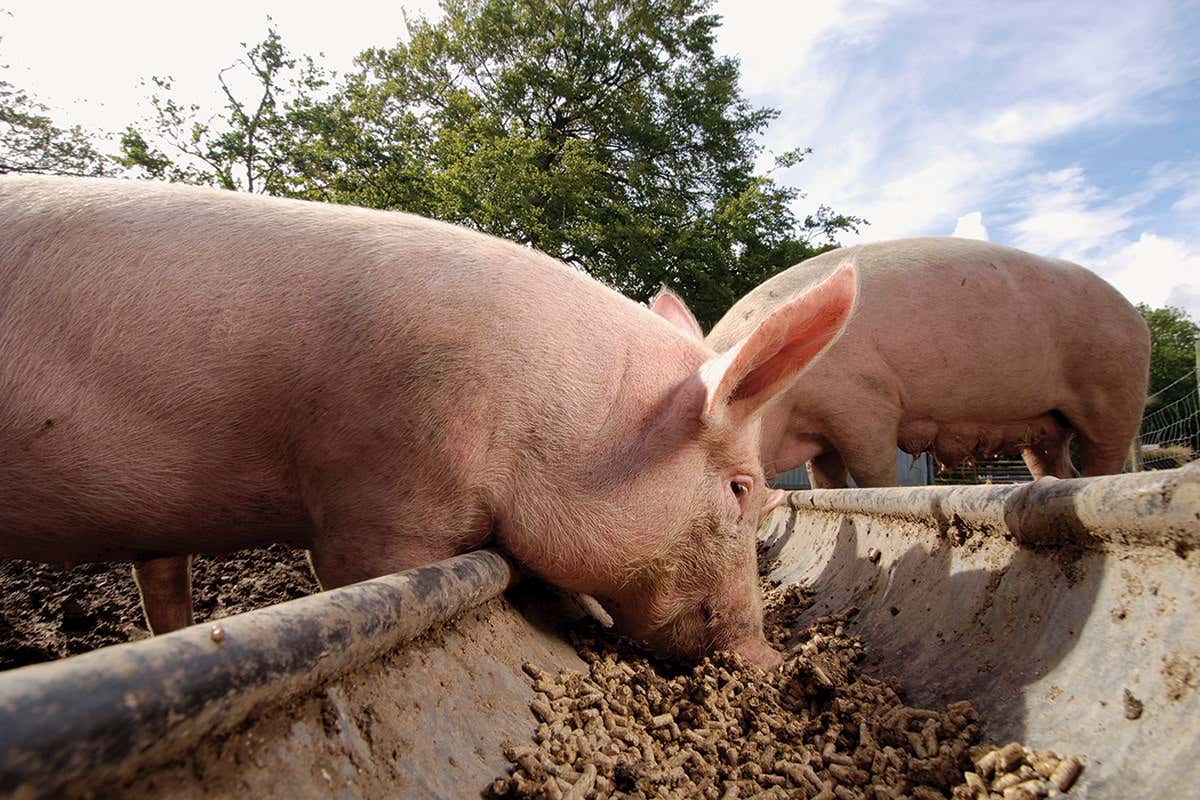 Animals may be fed manure-bred maggots to make meat sustainable