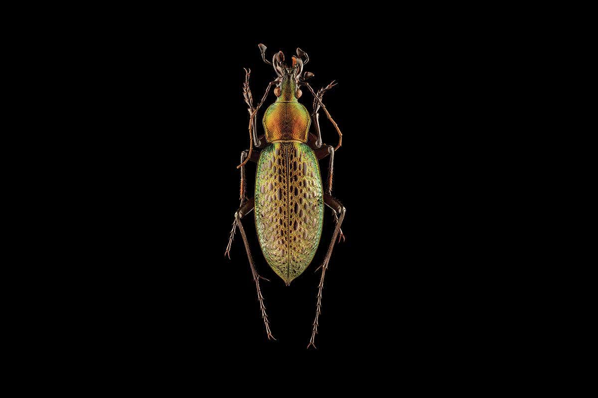 ground beetle
