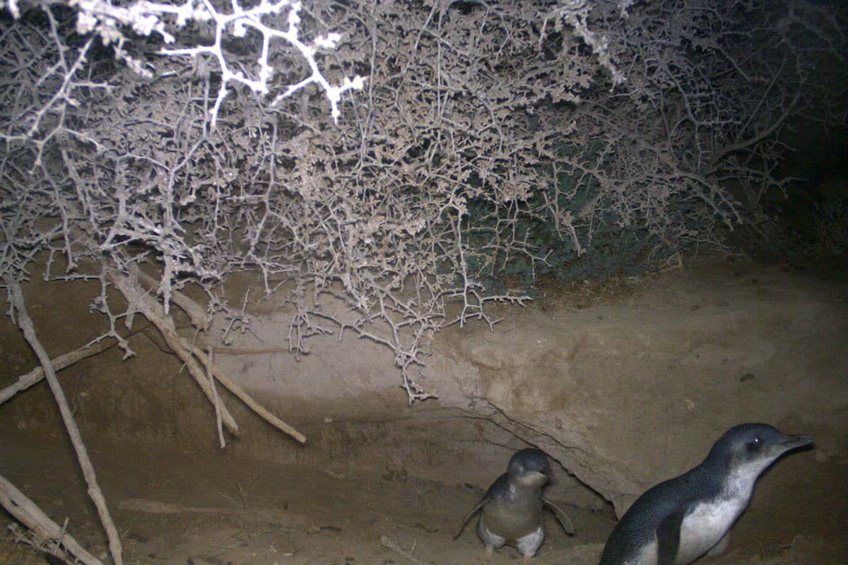 Penguins take shelter in a burrow