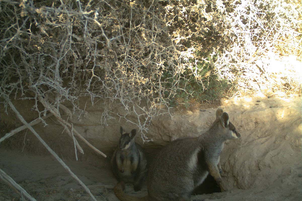 Black-footed rock-wallabies snapped by a camera trap