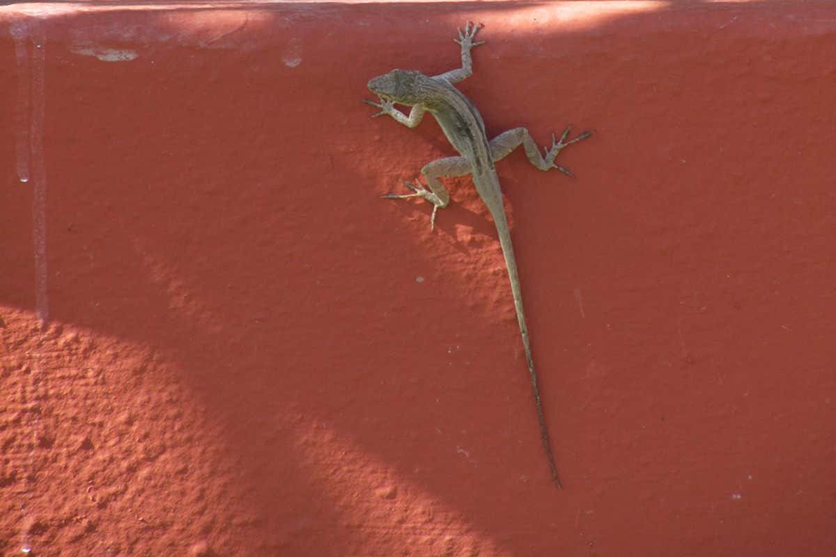 Lizard on reddish wall