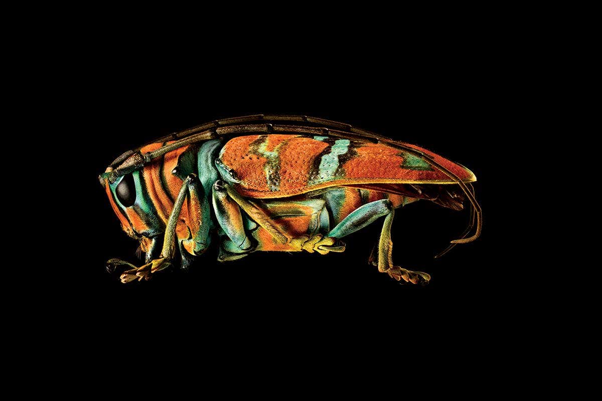 jewel longhorn beetle