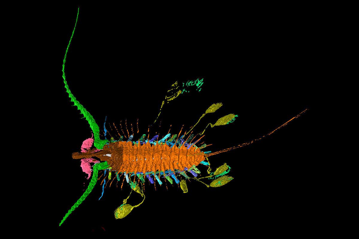 Aquilonifer spinosus in false colour with several young tethered to either side of it