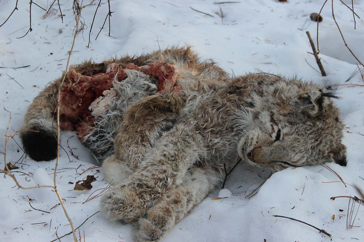 Lynx carcass after tiger attack