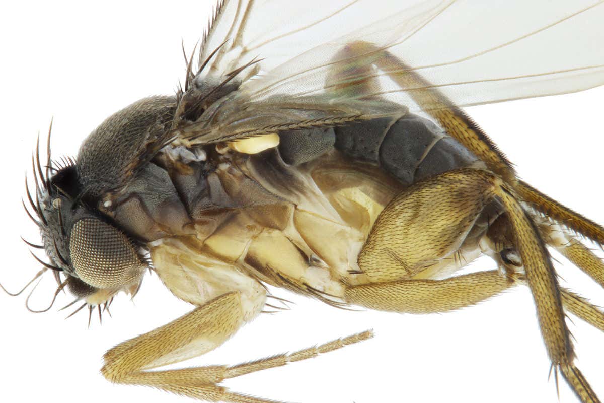 Close-up side view of fly