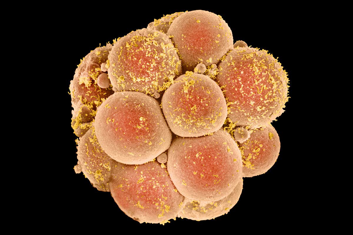 Coloured image of human embryo at 16 cell stage