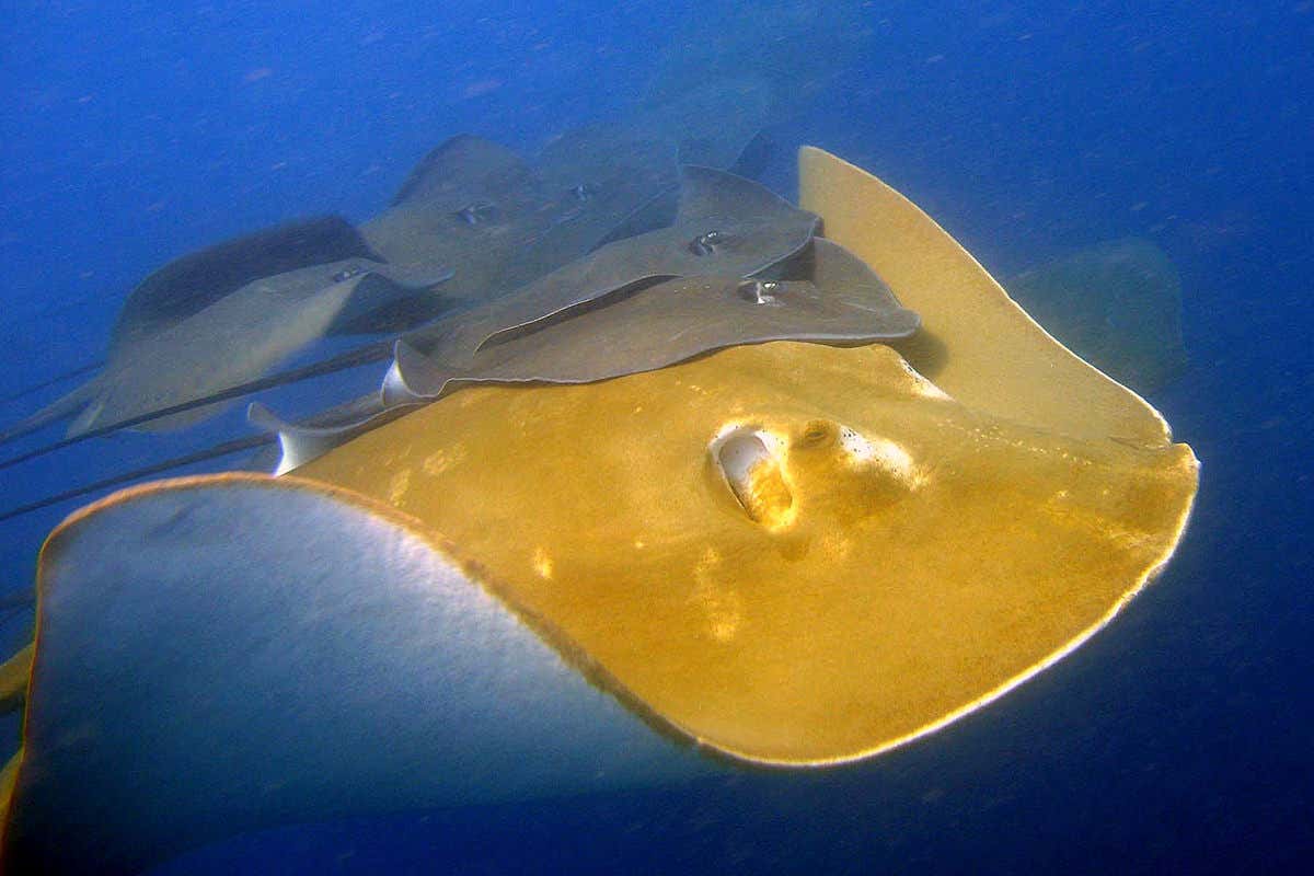 Pink rays spotted hitching a ride on the backs of stingrays