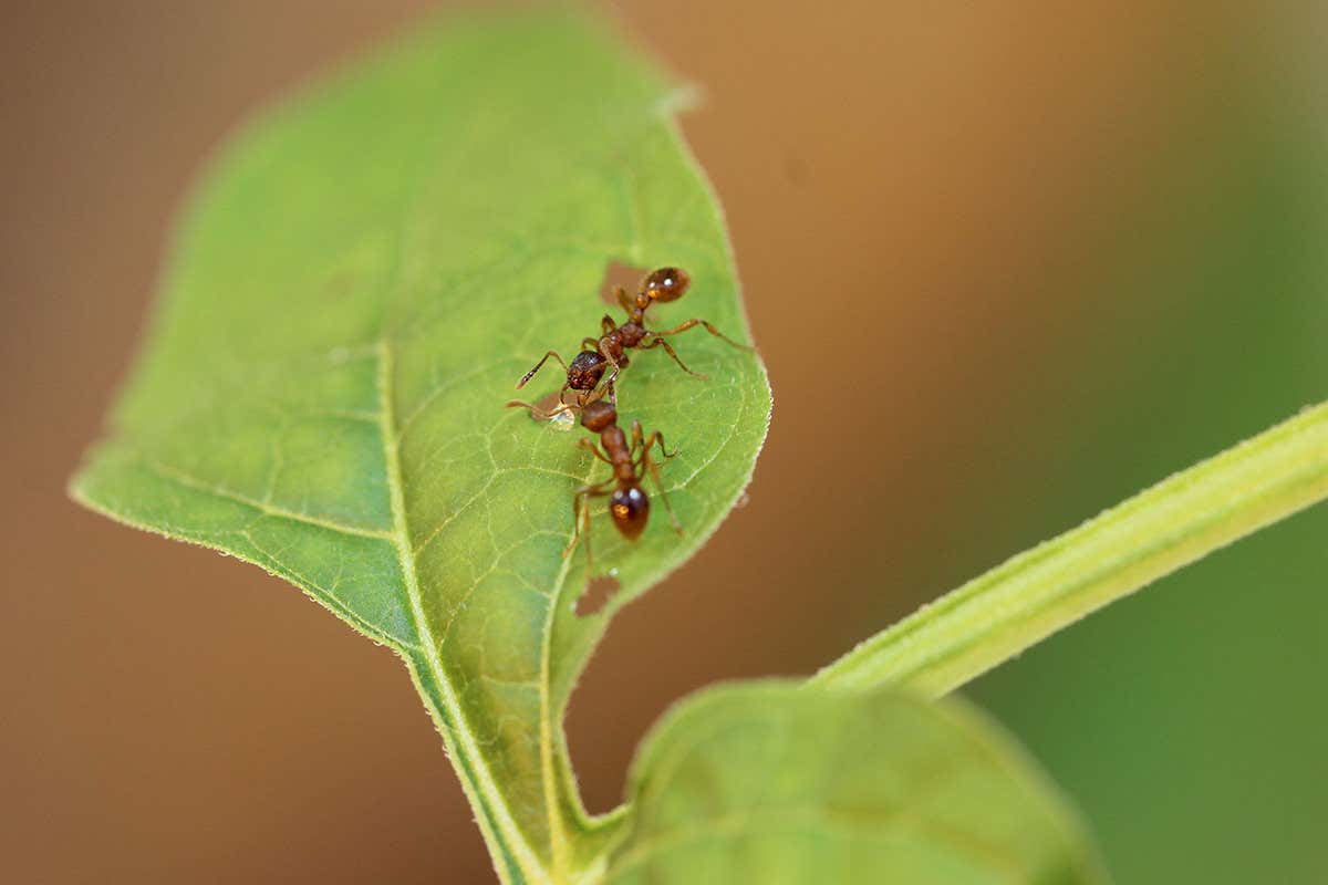 Two red ants enjoy sweet nectar exuded by the bittersweet nightshade