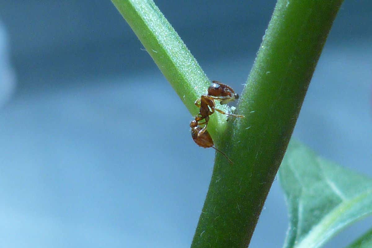 Red ant preying on tiny larva on stem of bittersweet nightshade