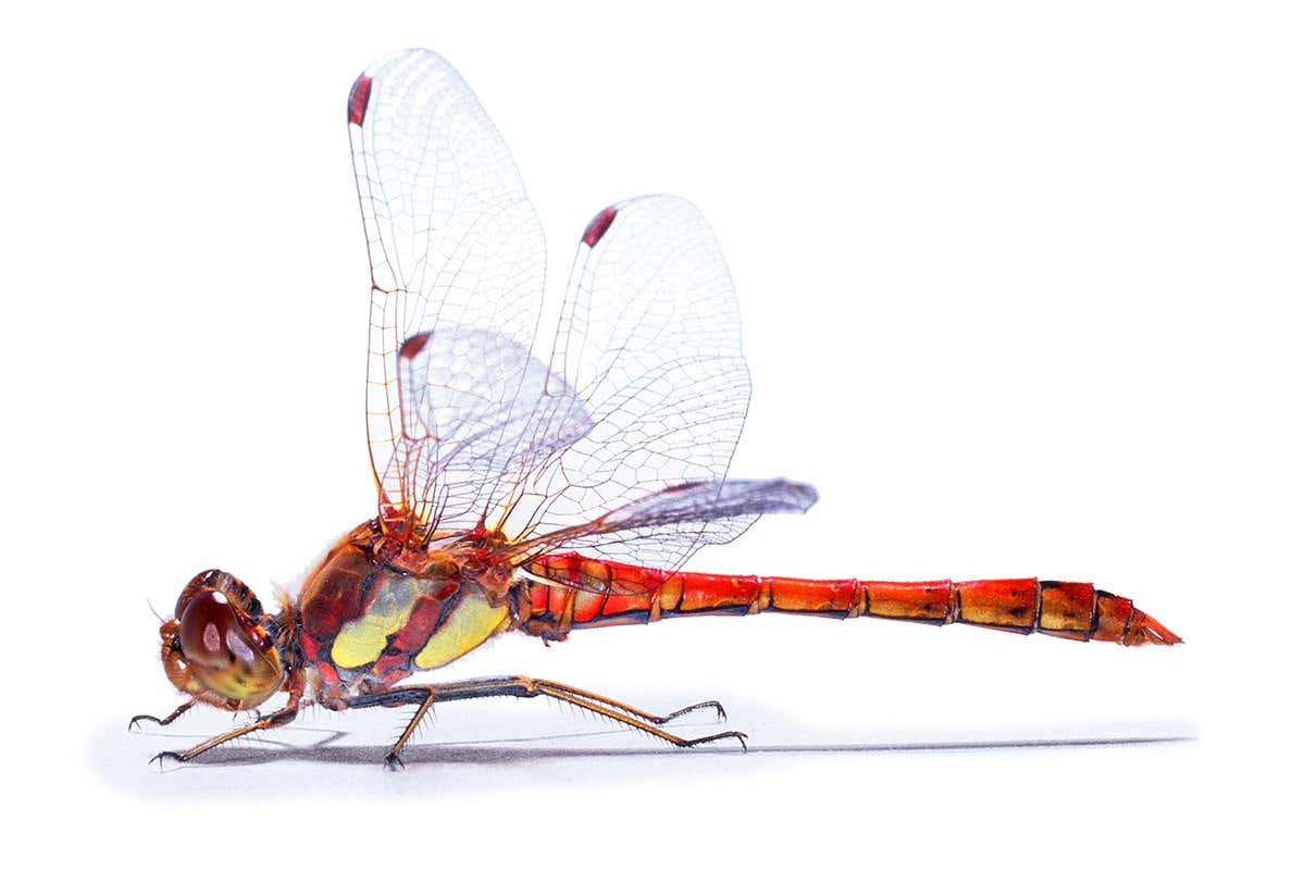 A Sympetrum striolatum dragonfly