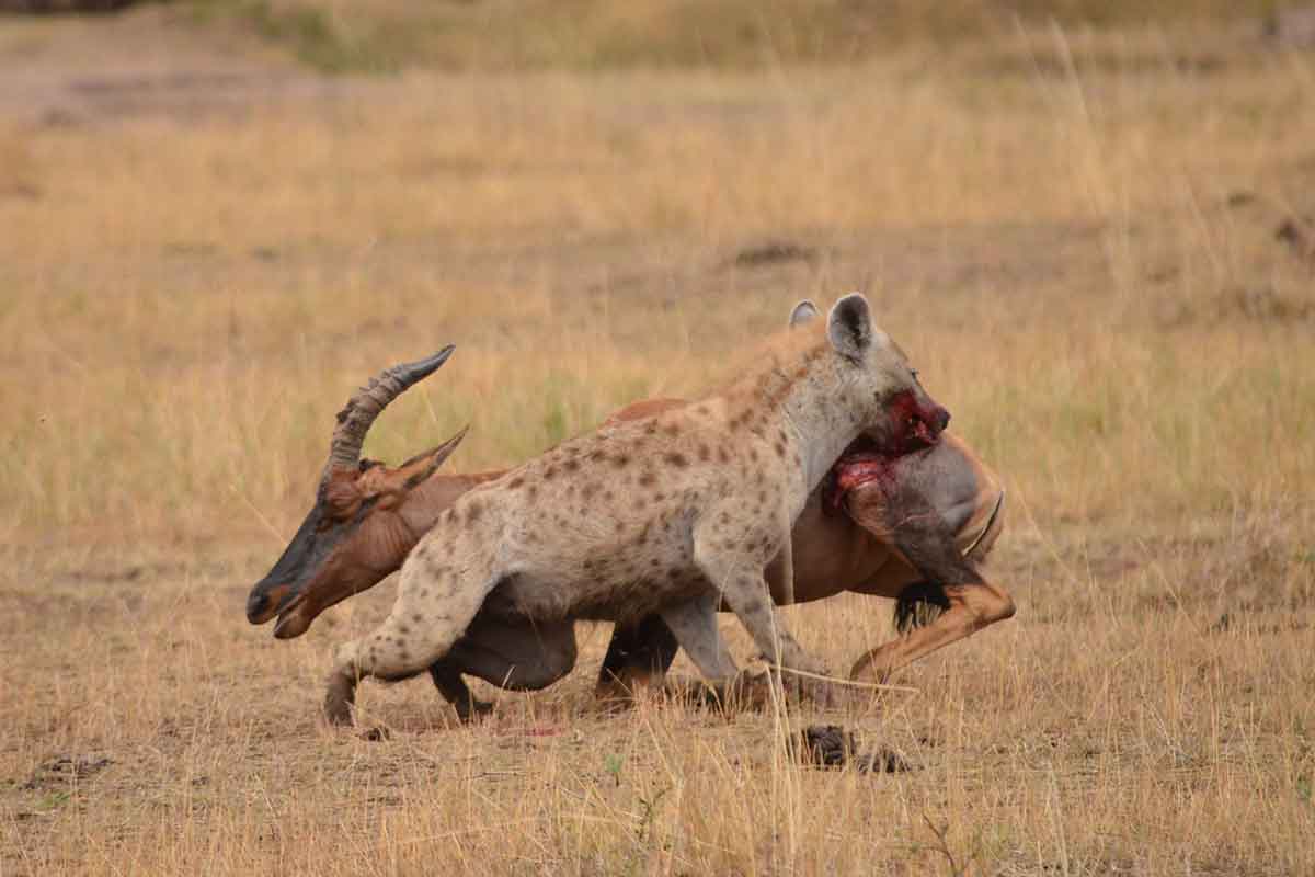 Hyena bites hindquarters of topi
