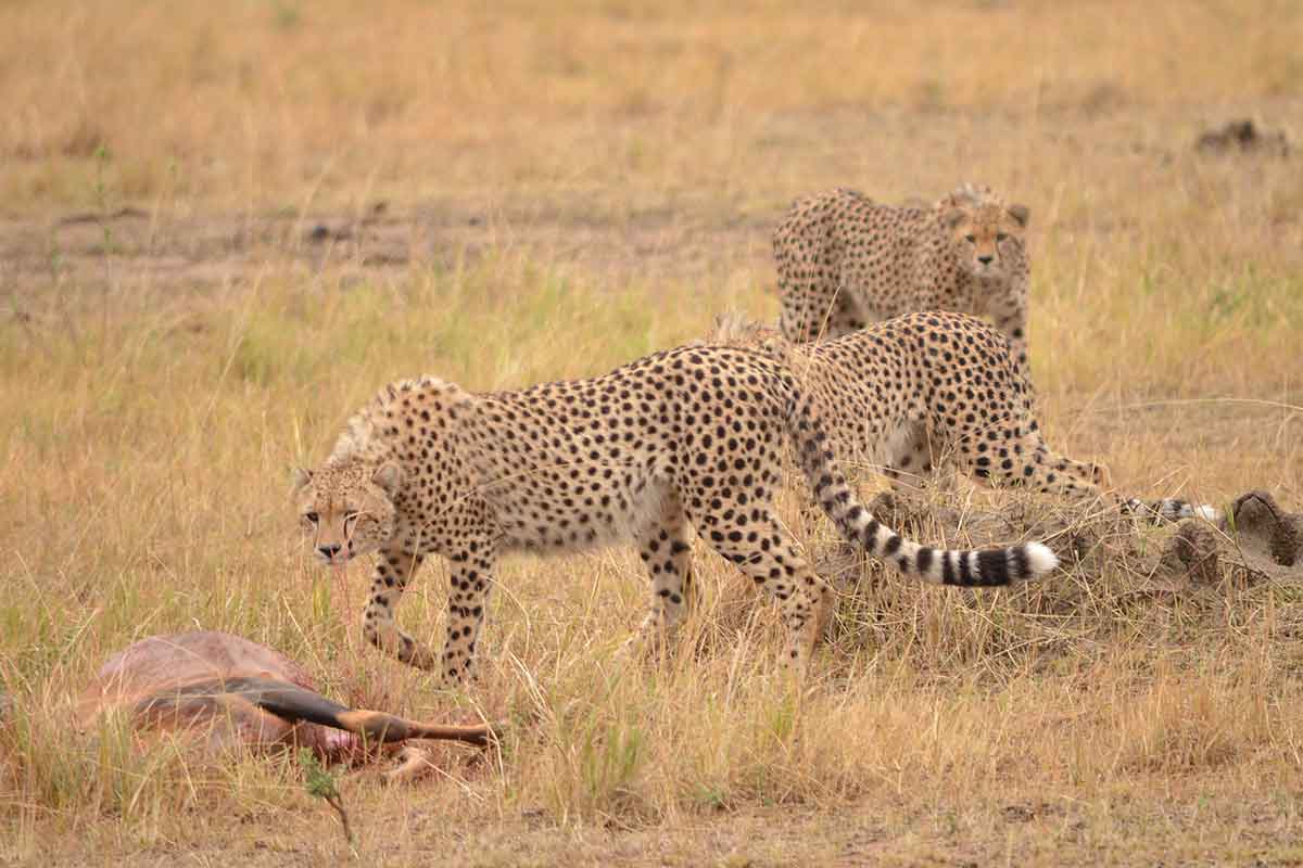 Three cheetahs approach a topi carcass