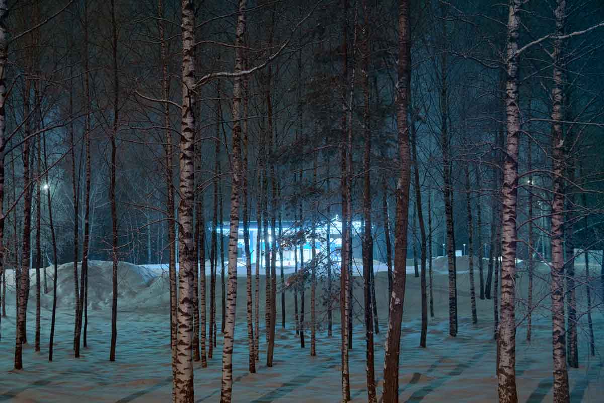 Trees at night