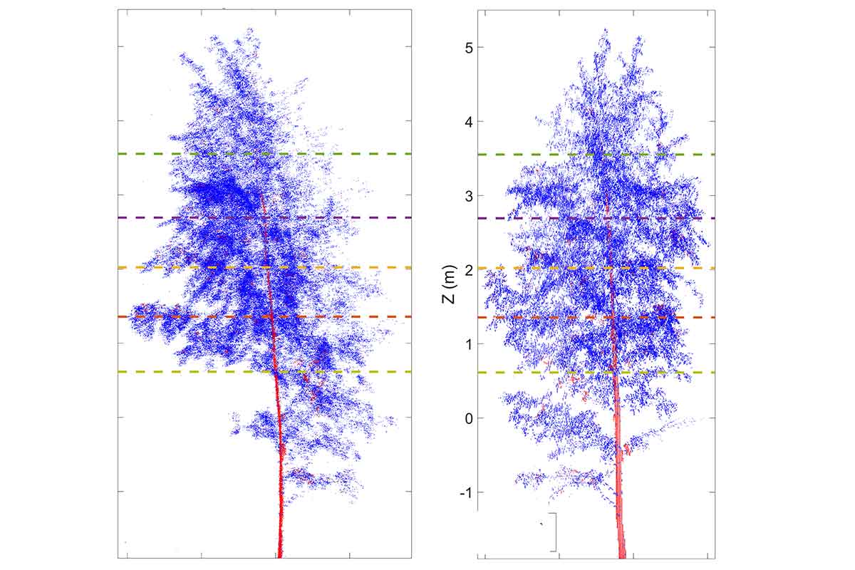 Images of a drooping tree at night and an alert one during the day