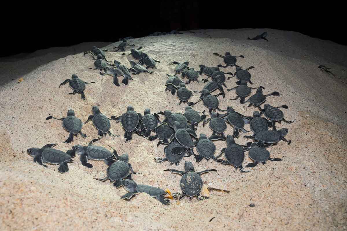 Several tens of turtle hatchlings work their way up a sandy slope
