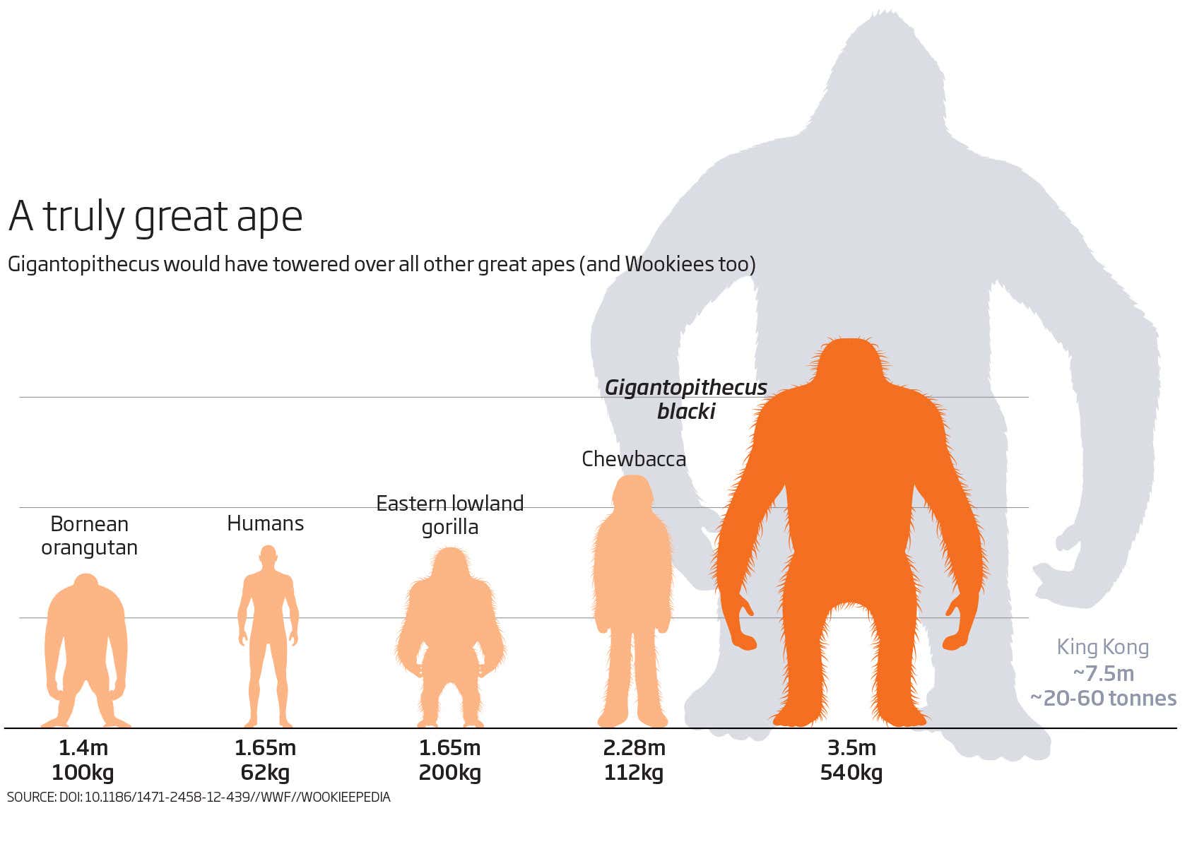 A chart showing big old Gigantopithecus next to diddly little humans adn orangutans, but also with Chewbacca from Star Wars and King Kong being huge in the background