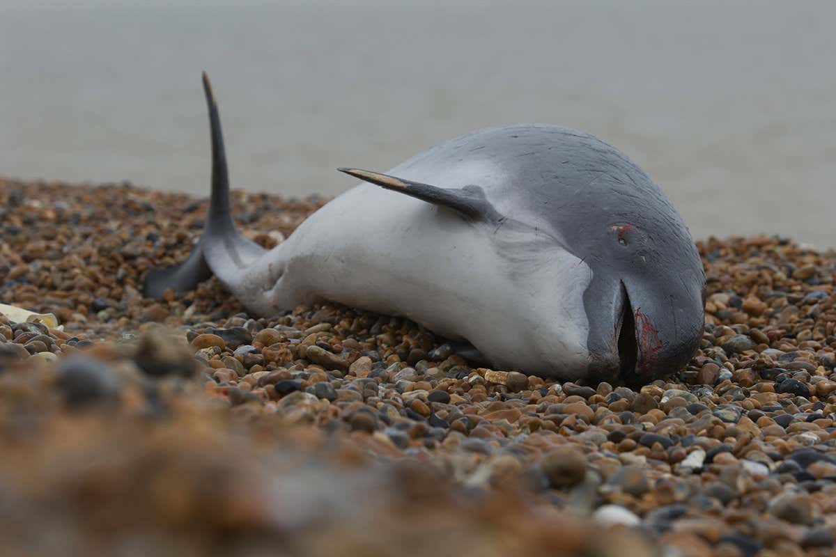 A grey and white porpoise lying on a pebbly beach