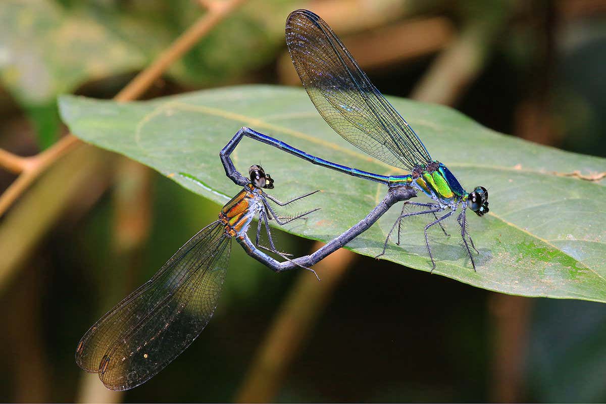 New Scientist. Science news and long reads from expert journalists, covering developments in science, technology, health and the environment on the website and the magazine.