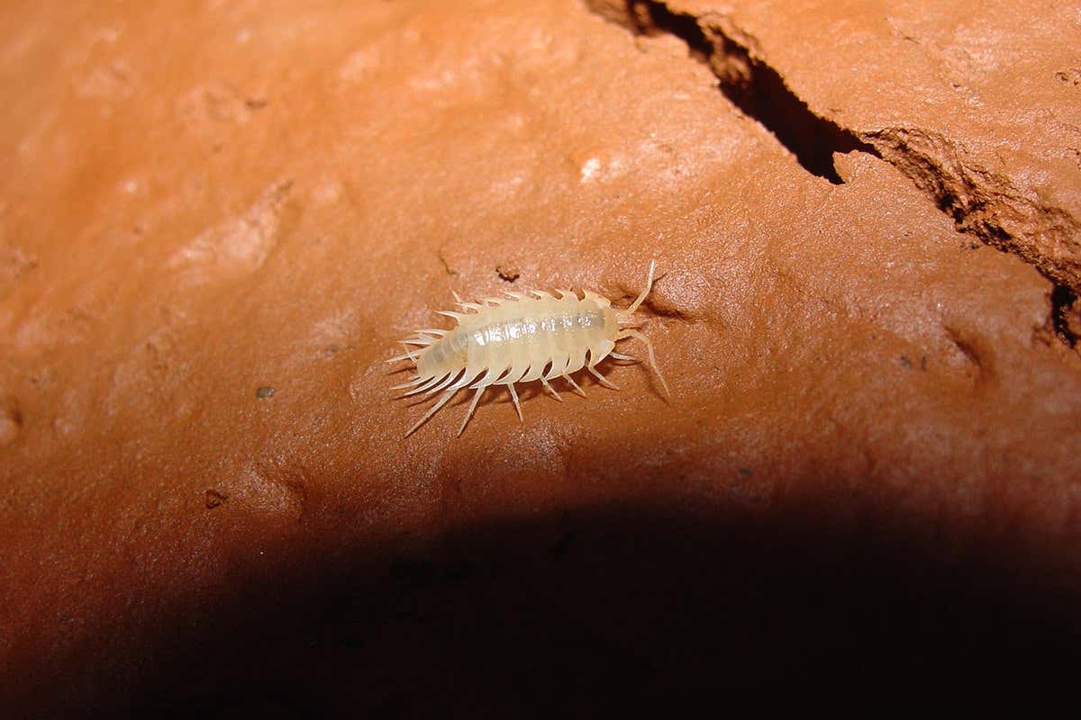 New Scientist. Science news and long reads from expert journalists, covering developments in science, technology, health and the environment on the website and the magazine.