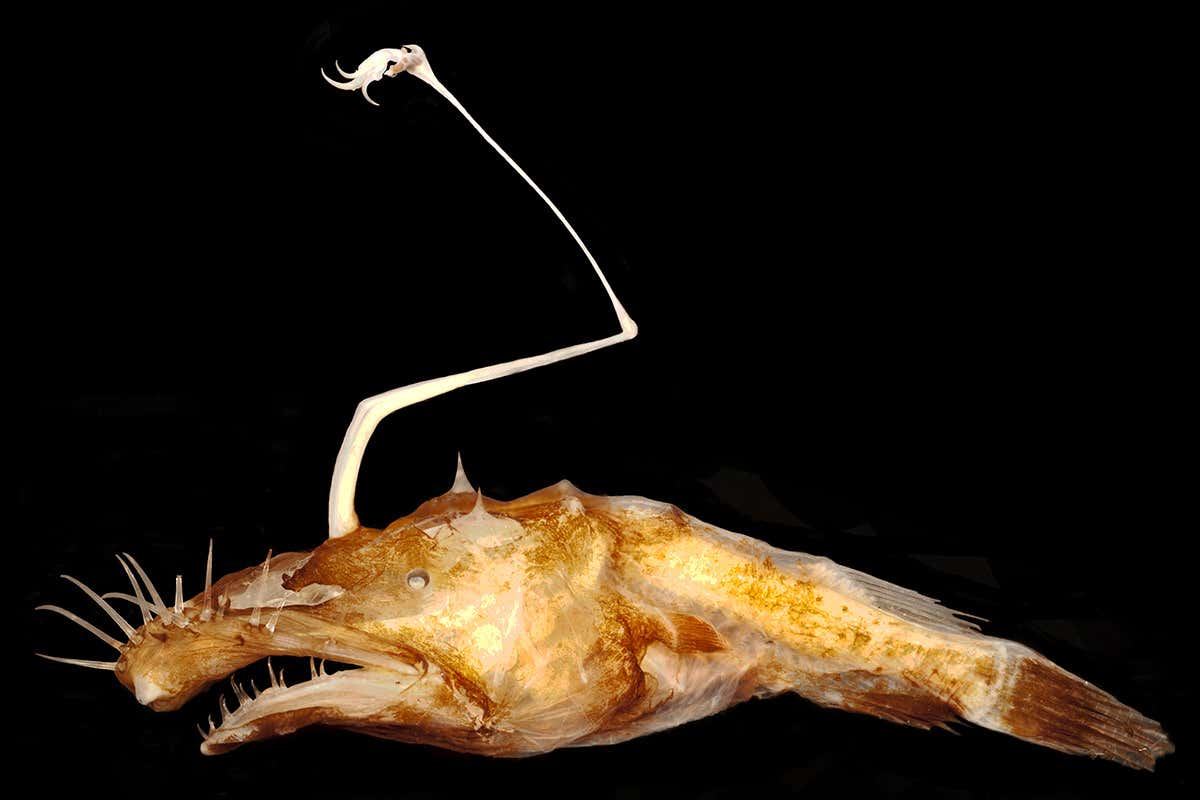 New Scientist. Science news and long reads from expert journalists, covering developments in science, technology, health and the environment on the website and the magazine.