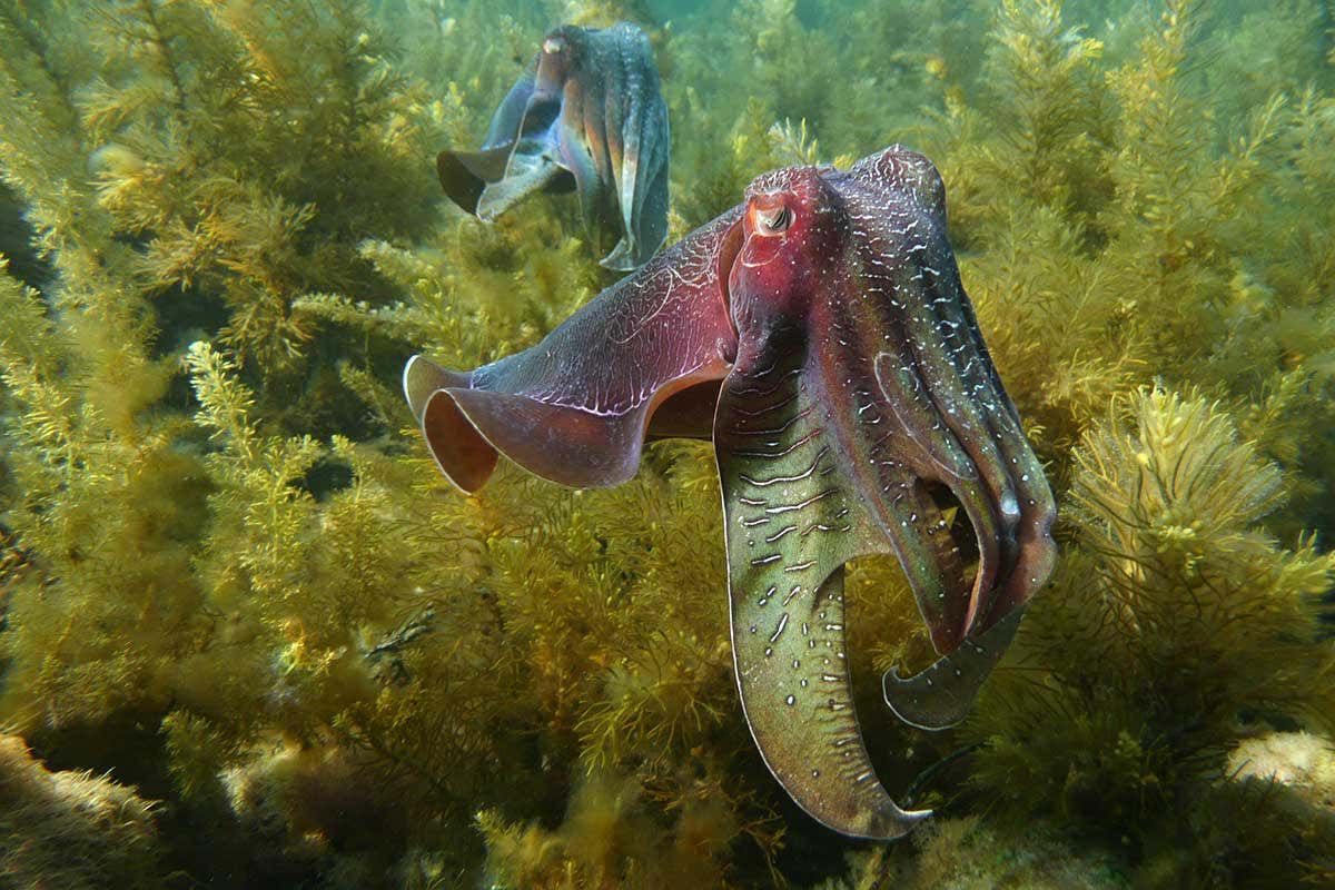 giant Australian cutttlefish