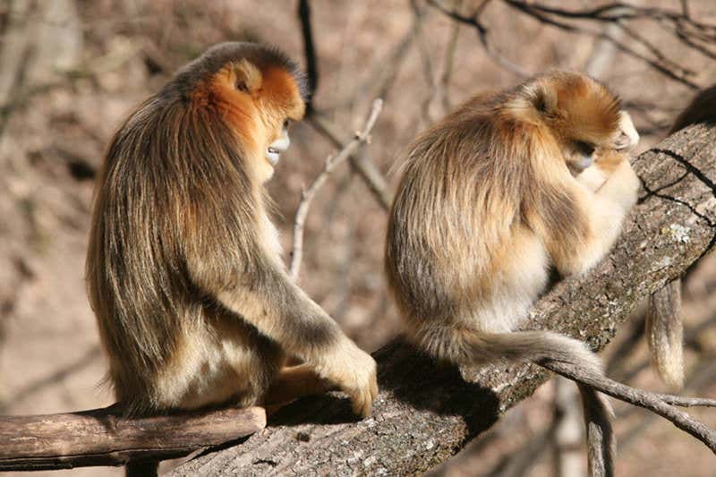 Two snub-nosed monkeys in a tree, one slumped against a branch