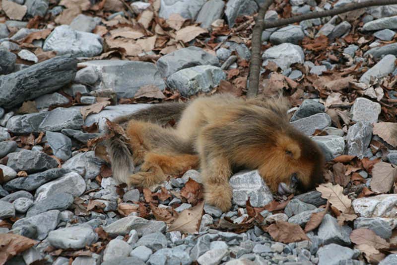 Snub-posed monkey sprawled on the ground