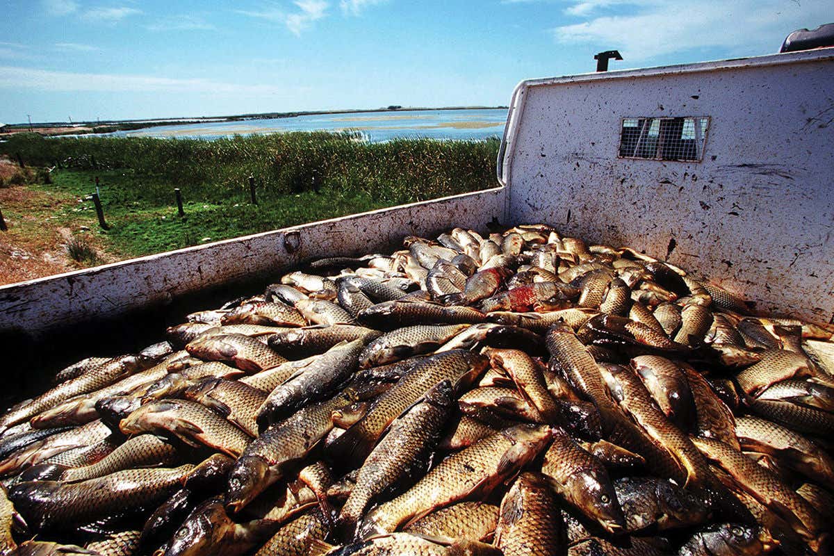 The back of a lorry full of dead carp