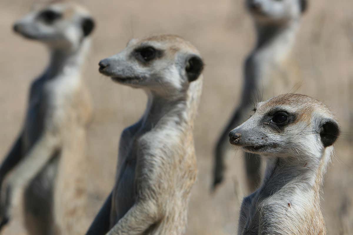 Meerkats standing to attention