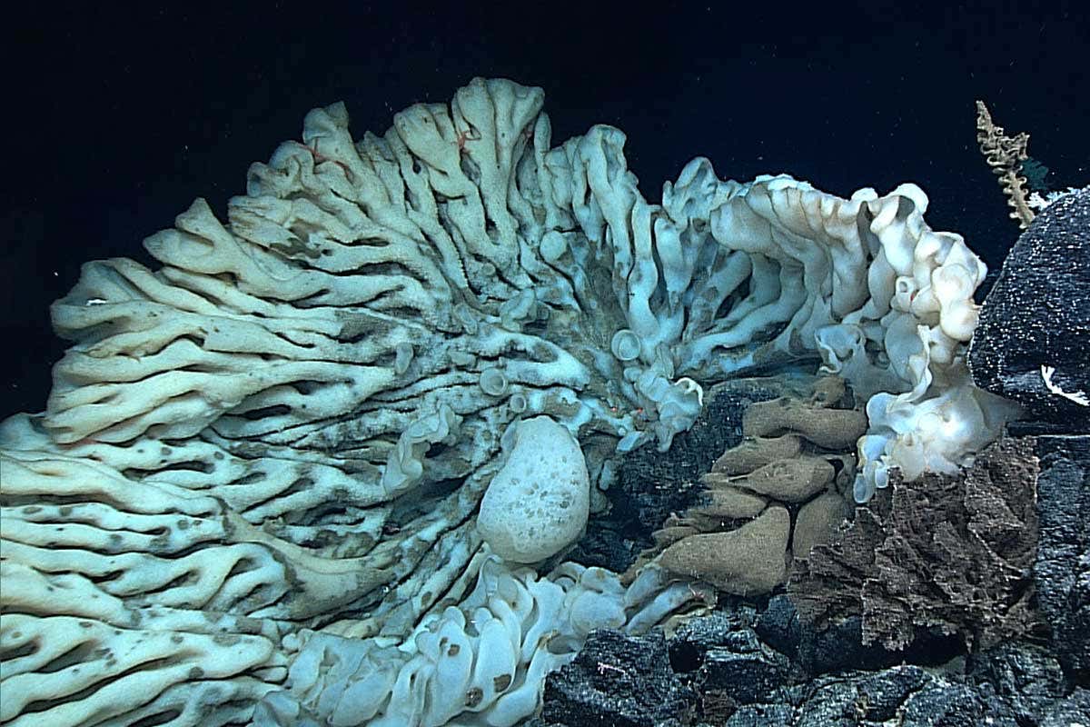 This deep-sea creature could be the world's oldest living animal