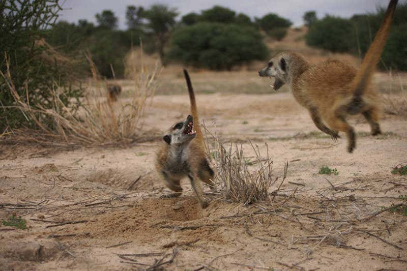 Meerkats chasing each other