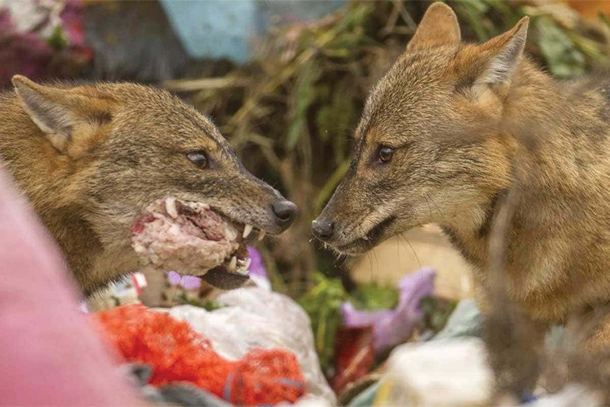 Jackals feeding at the local garbage dump on Pelješac Peninsula, Croatia