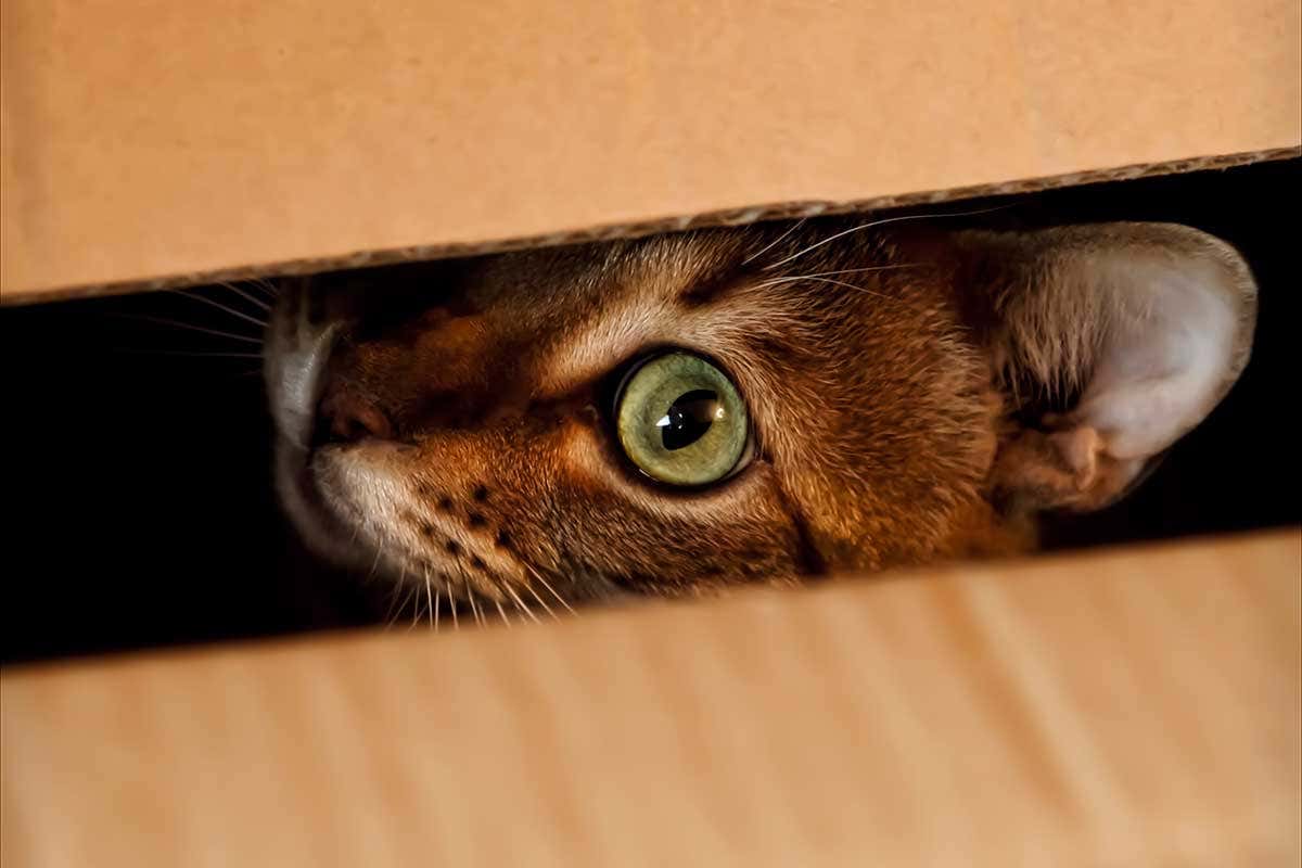 A tabby cat's face peeking out of a box, green eye