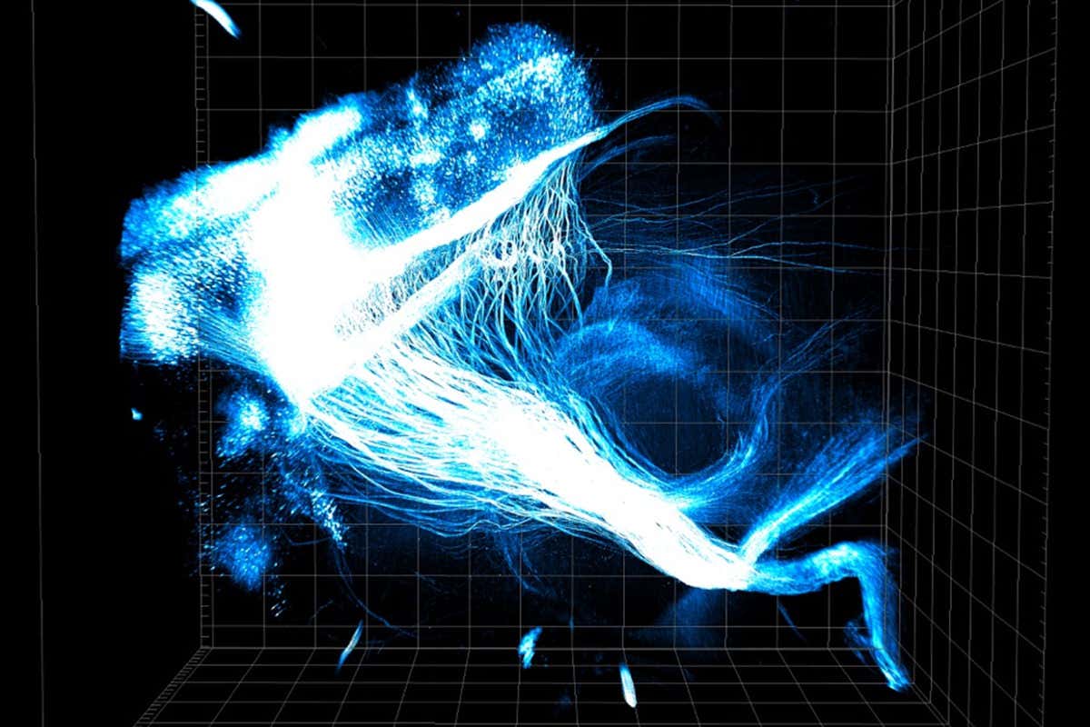 3D CLARITY image shows neural connections from the prefrontal cortex across an entire transparent mouse brain
