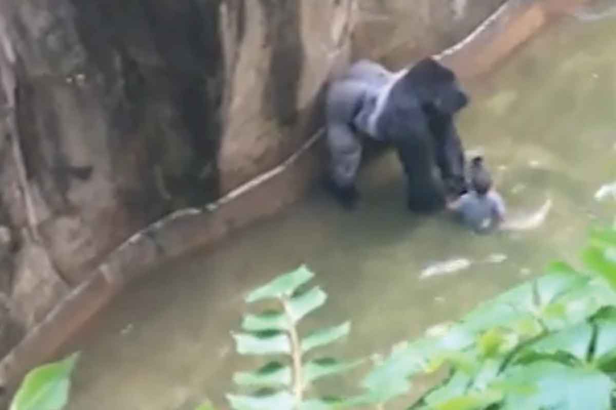 Harambe with the child in a moat