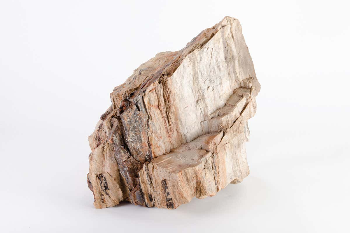 petrified rock