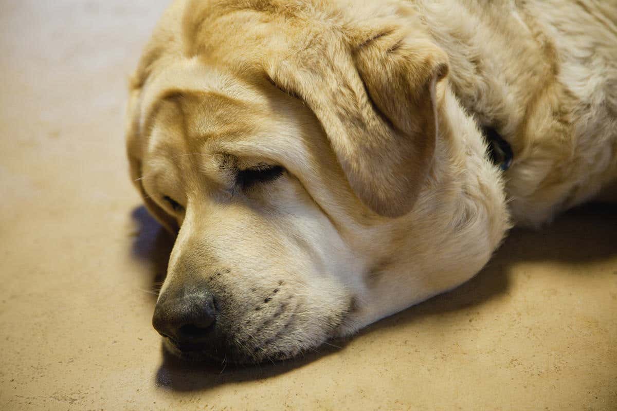 Fat labrador sleeping