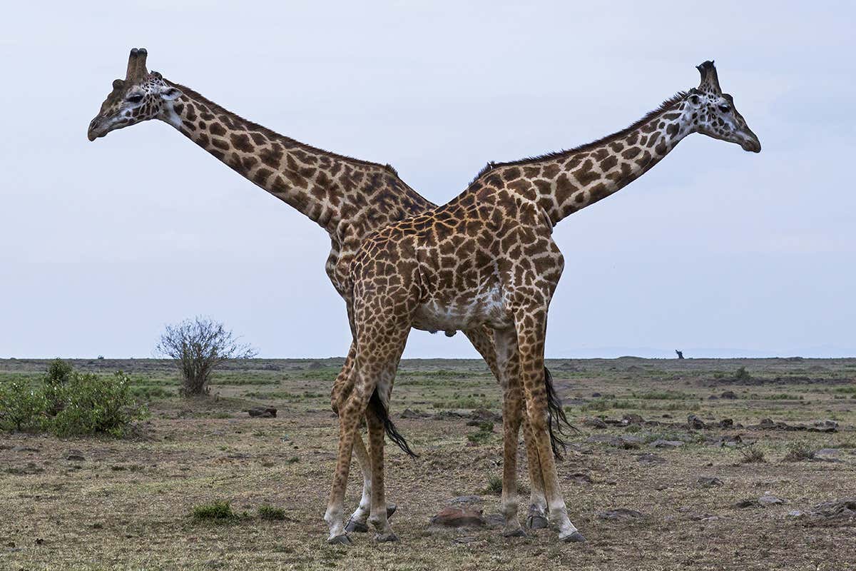 Two overlapping giraffes facing in opposite directions