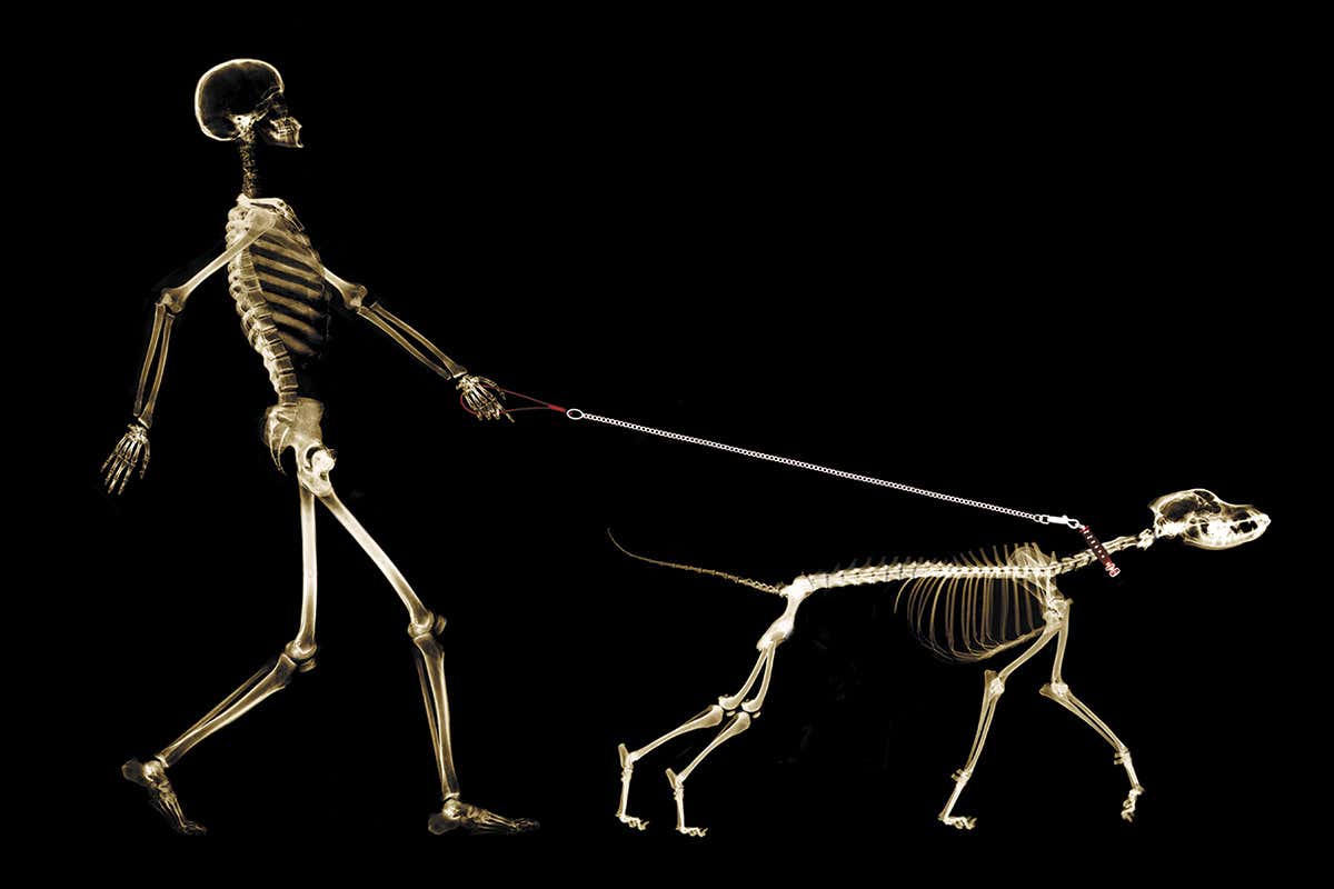human and dog skeletons