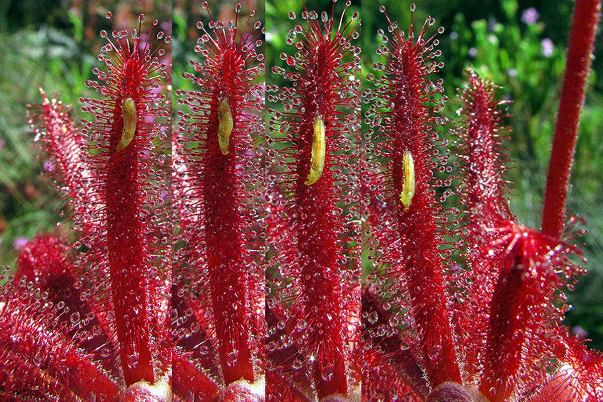 A time-lapse photo showing a hoverfly larva making its way through the sticky leaves of a sundew plant