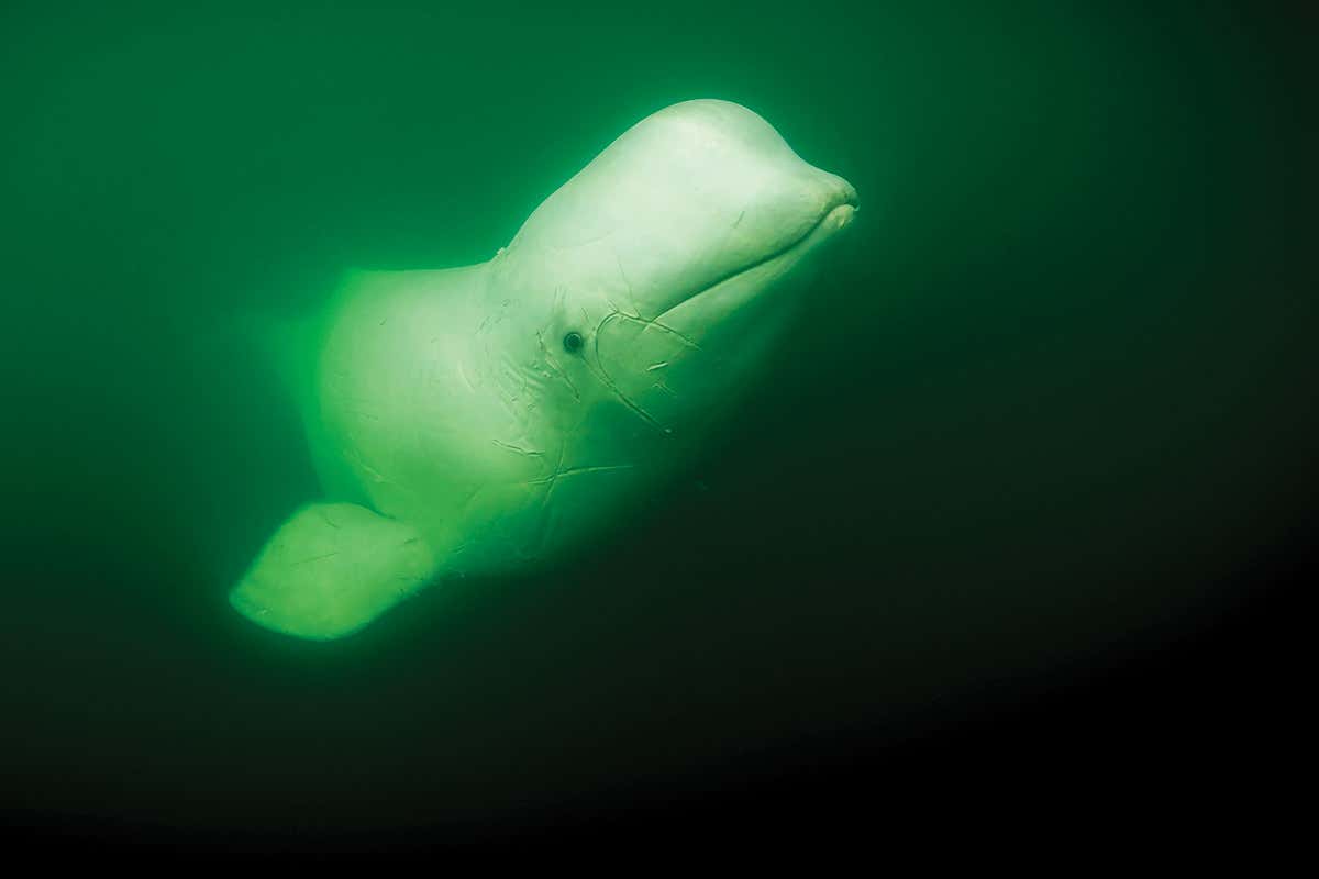 Beluga whale
