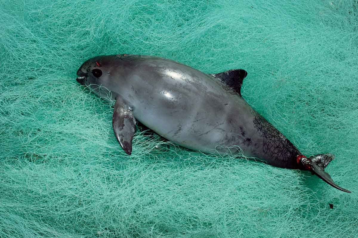 Vaquita resting in blue-green netting