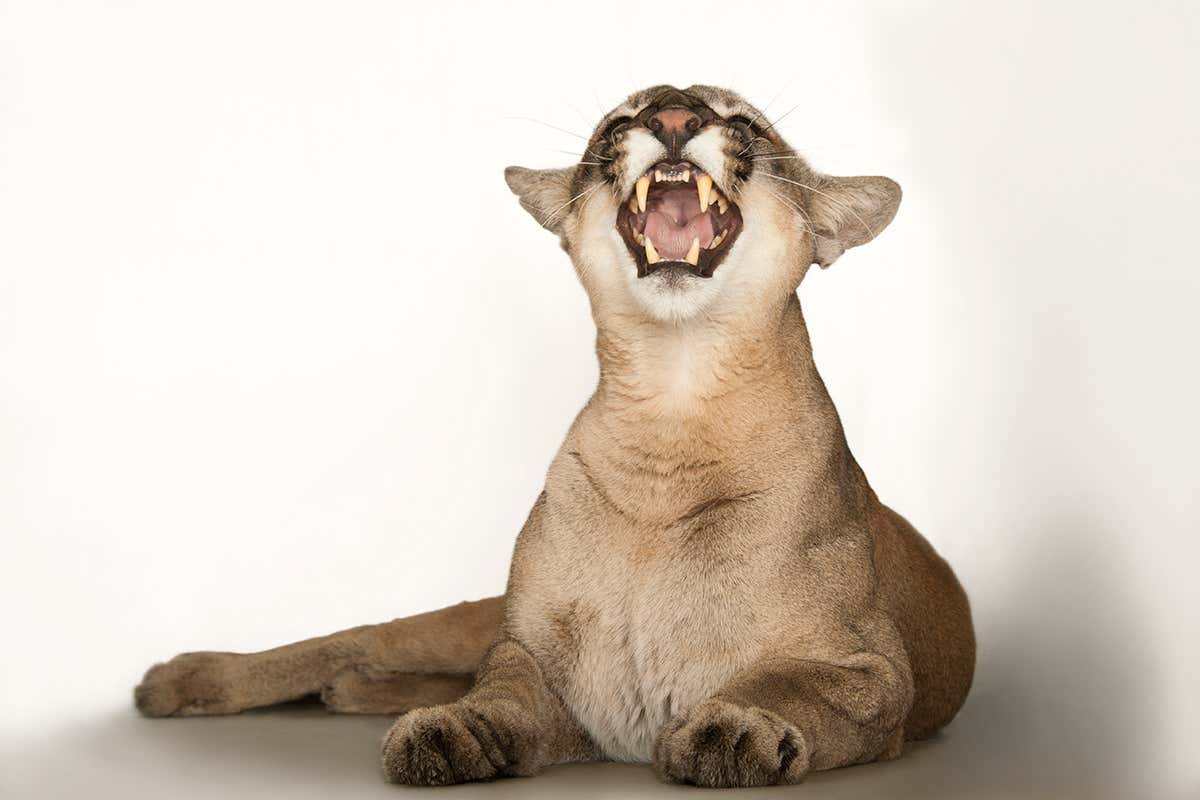 A puma