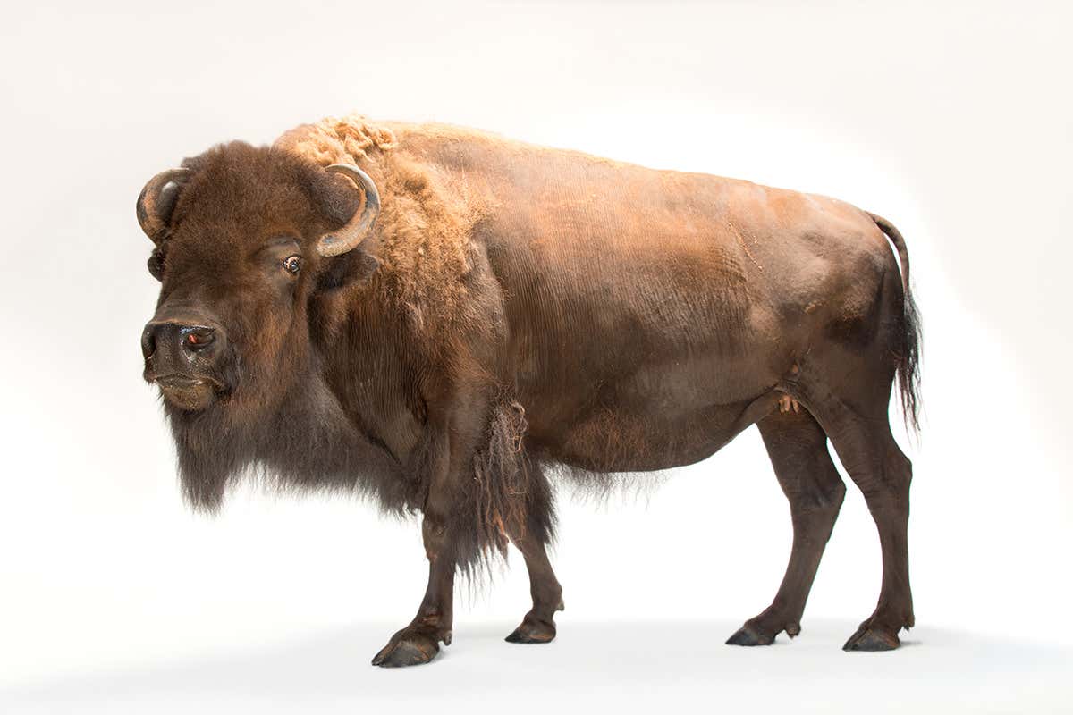 A bison