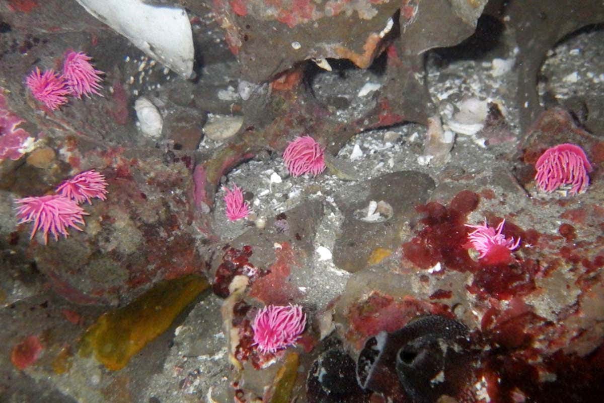 Lots of pink sea slugs in a pool