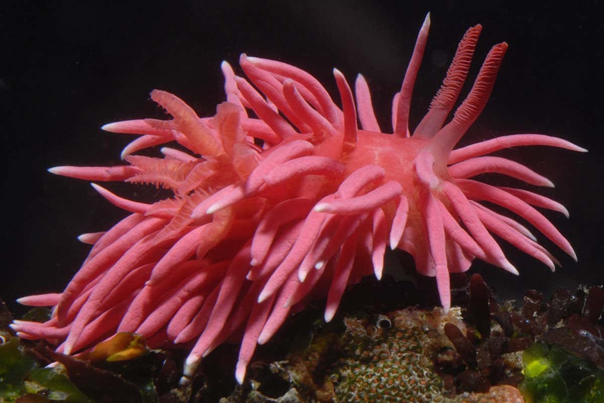 A pic of okenia rosacea, which is an inch long pink sea slug, covered in tentacles, looking a bit like a sea anemone or a pink mophead